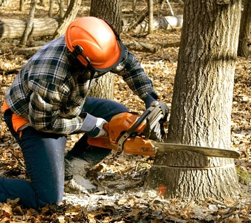 Tree Removal in Norway, IA
